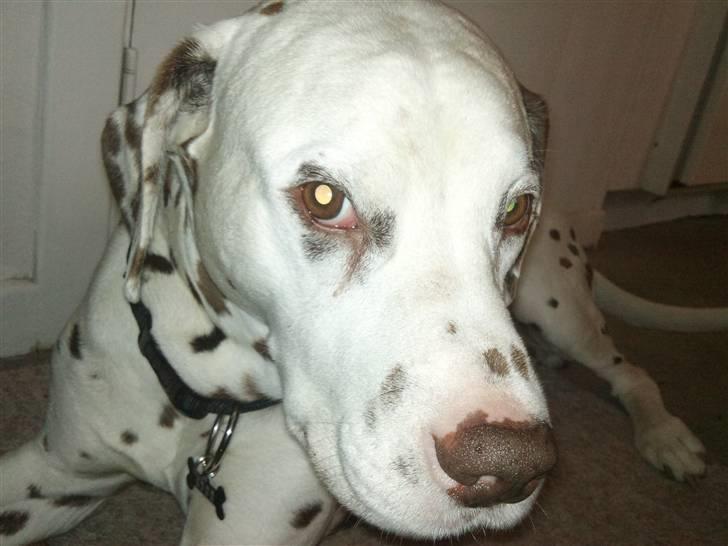 Dalmatiner Shakko (faders) - Nærbillede af skønheden. billede 9