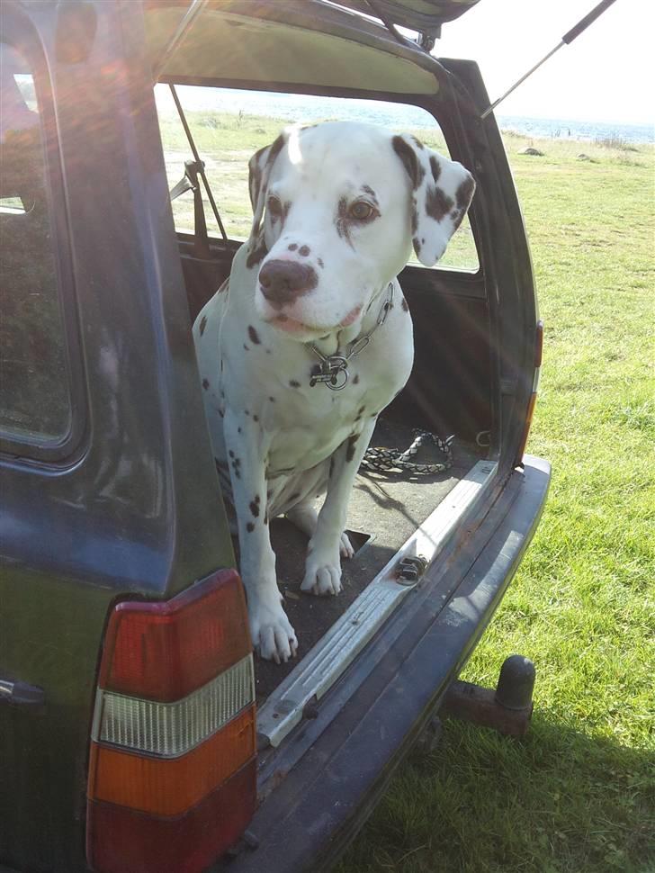 Dalmatiner Shakko (faders) - Tur på stranden. billede 10