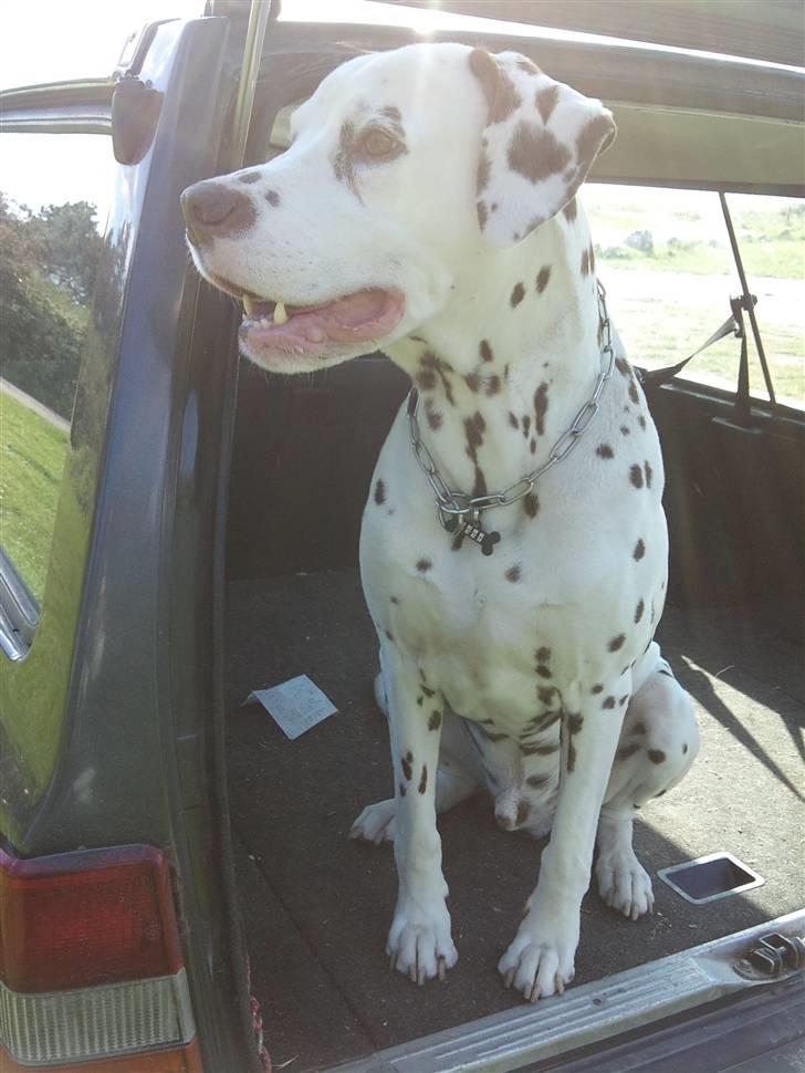 Dalmatiner Shakko (faders) - Mm strand-duft. billede 11