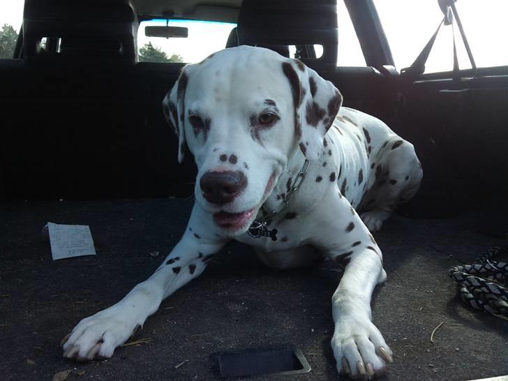 Dalmatiner Shakko (faders) - I sin elskede bil. billede 12