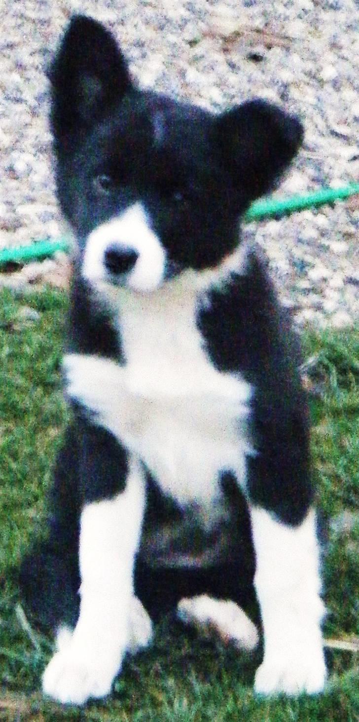 Border collie Silke billede 1