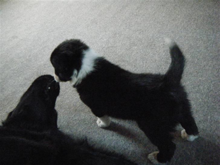 Border collie Silke billede 2