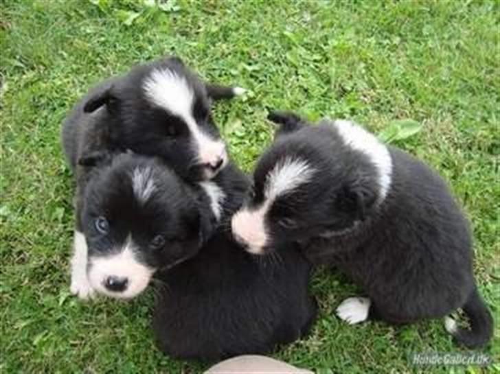 Border collie Silke billede 3