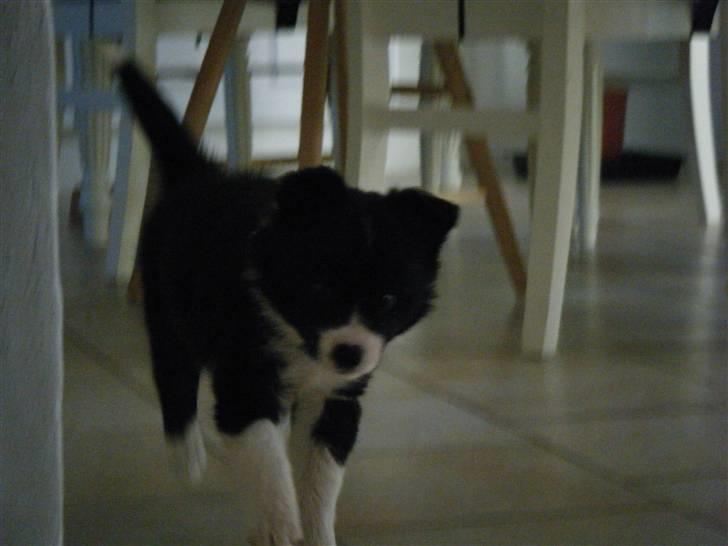 Border collie Silke billede 4