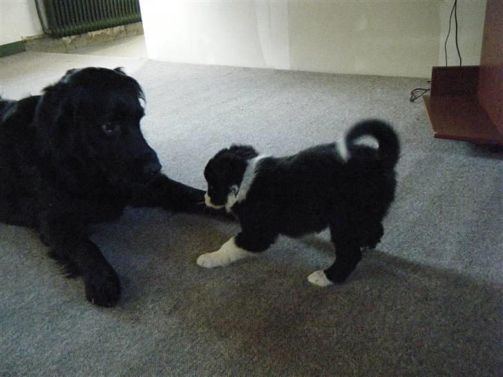 Border collie Silke billede 5