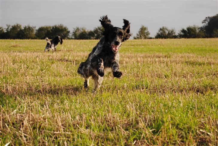 Field Trial Cockerspaniel Tilde billede 7