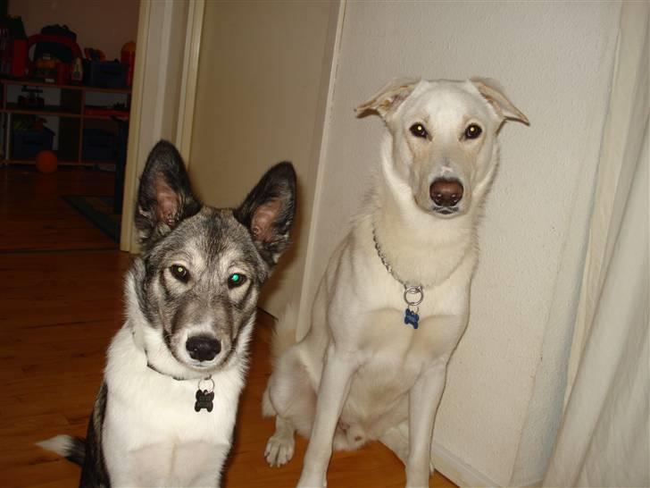 Alaskan husky Gizmo billede 6