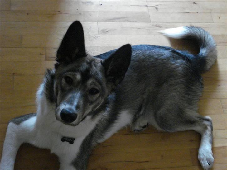 Alaskan husky Gizmo billede 5