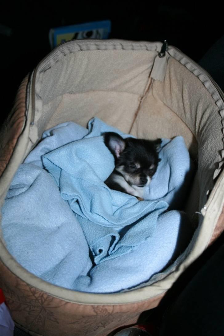 Chihuahua Nano 'Tass' Enzo (Udstationeret) - Jeg sov heeele vejen hjem i bilen... billede 4