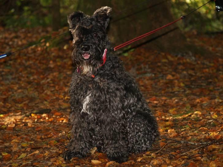 Kerry blue terrier Kordes Unique Dream R.I.P (Kiki) billede 1
