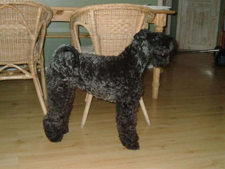 Kerry blue terrier Kordes Unique Dream R.I.P (Kiki) billede 2