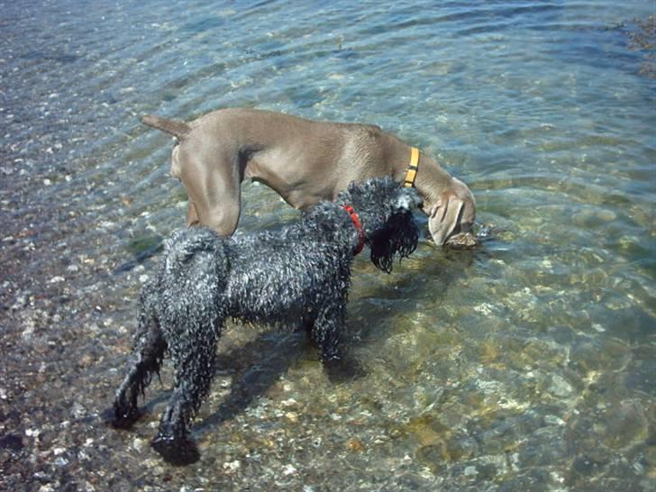 Kerry blue terrier Kordes Unique Dream R.I.P (Kiki) - Ved stranden med Ronja billede 3