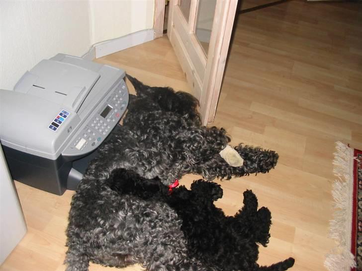 Kerry blue terrier Kordes Unique Dream R.I.P (Kiki) - Som hvalp - hun ville så gerne putte med ham vores gamle og han gad det bare ikke :D Så da han kom til skade med poten og ikke rigtig kunne gå - så hun sit snit til at sove med ham ;) billede 4