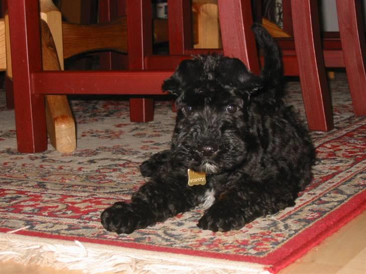 Kerry blue terrier Kordes Unique Dream R.I.P (Kiki) - Som helt lille og 8 uger gammel. billede 5