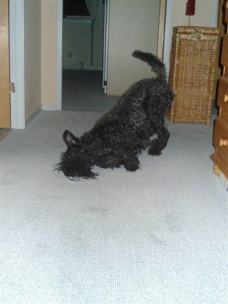 Kerry blue terrier Kordes Unique Dream R.I.P (Kiki) - Puh, man overlevede badet! :D billede 6