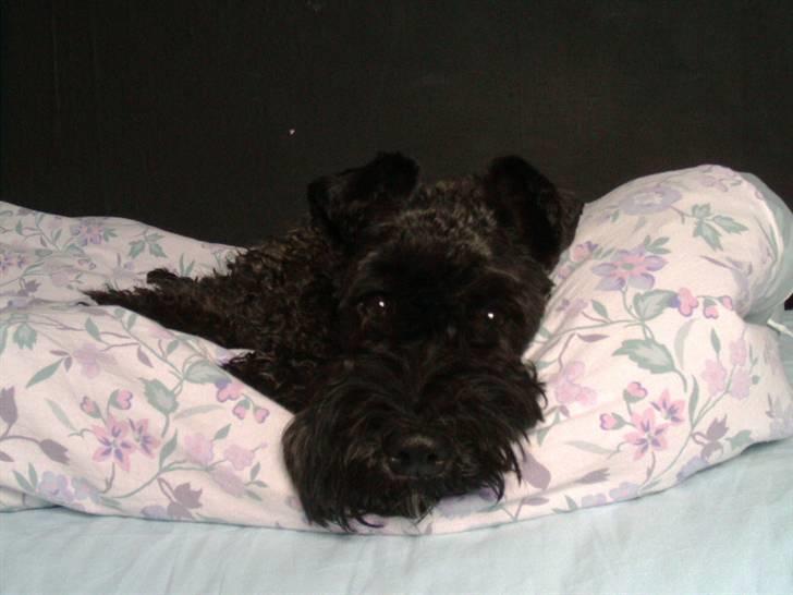 Kerry blue terrier Kordes Unique Dream R.I.P (Kiki) billede 7