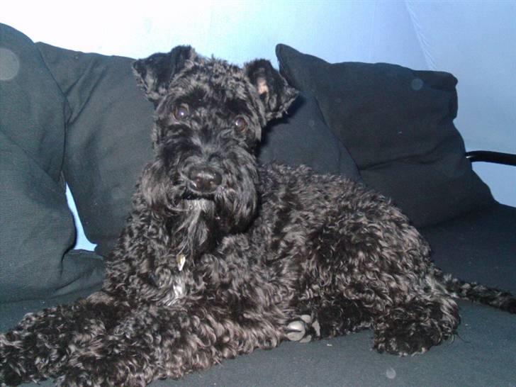 Kerry blue terrier Kordes Unique Dream R.I.P (Kiki) billede 8
