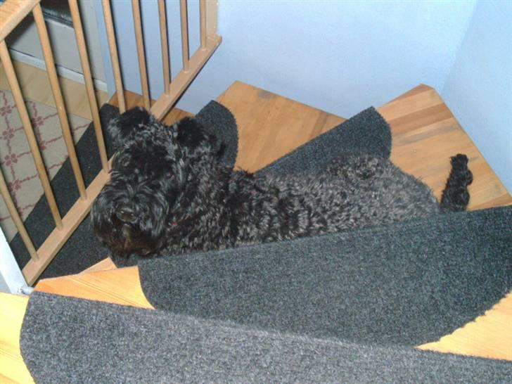 Kerry blue terrier Kordes Unique Dream R.I.P (Kiki) - Det er da også unfair, at man ikke lige må komme ned. billede 9