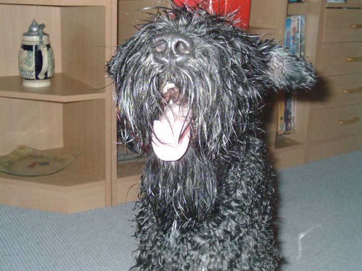 Kerry blue terrier Kordes Unique Dream R.I.P (Kiki) billede 10