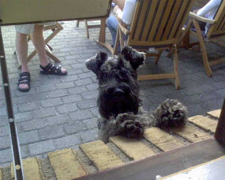 Kerry blue terrier Kordes Unique Dream R.I.P (Kiki) - Har du en kiks? billede 11