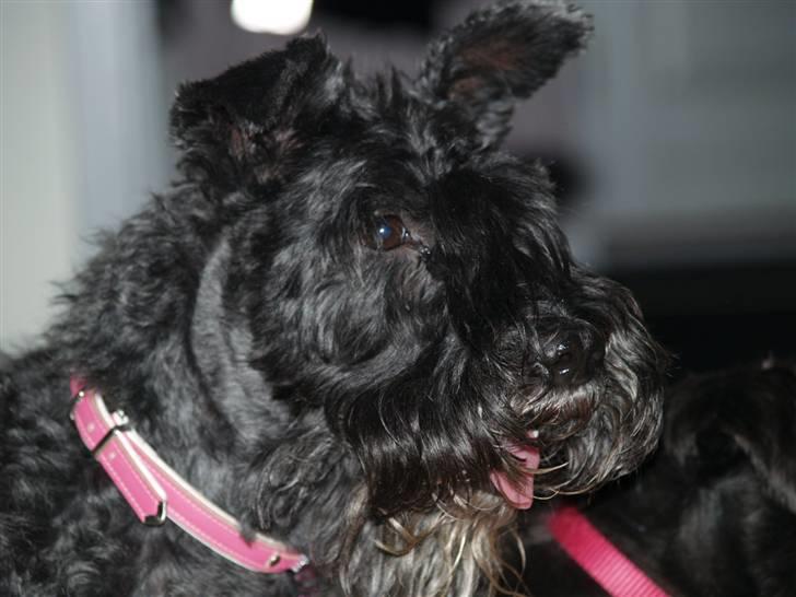 Kerry blue terrier Kordes Unique Dream R.I.P (Kiki) billede 12