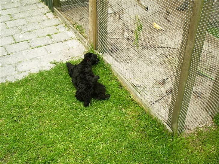 Kerry blue terrier Kordes Unique Dream R.I.P (Kiki) - De er nu spændende de små vagtler billede 13
