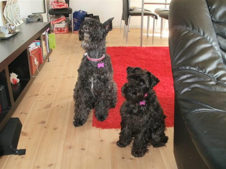 Kerry blue terrier Kordes Unique Dream R.I.P (Kiki) - Kiki og Luna billede 14