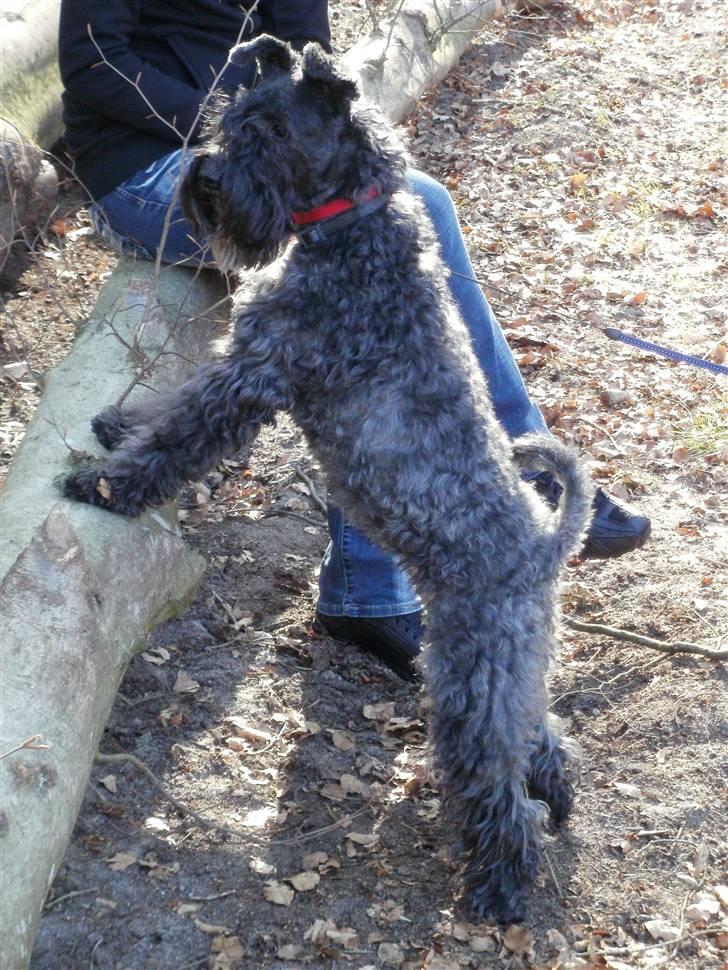 Kerry blue terrier Kordes Unique Dream R.I.P (Kiki) billede 15