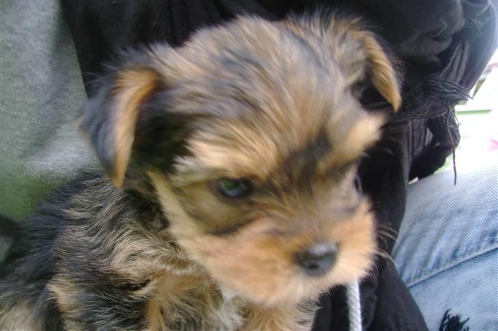 Yorkshire terrier Audi billede 2