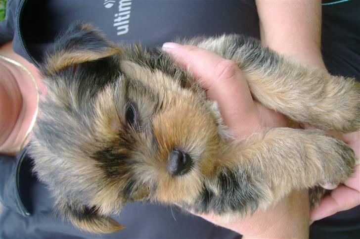 Yorkshire terrier Audi billede 3