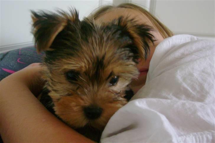 Yorkshire terrier Audi billede 4