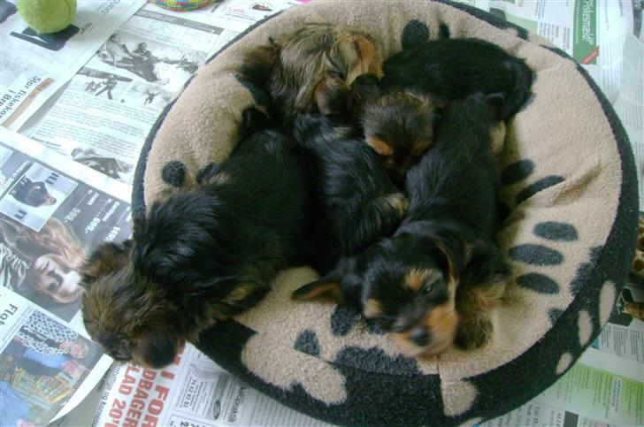 Yorkshire terrier Audi - Mig med mine søskende i sønderjylland;) Mig der hænger ud af kurven;) billede 8