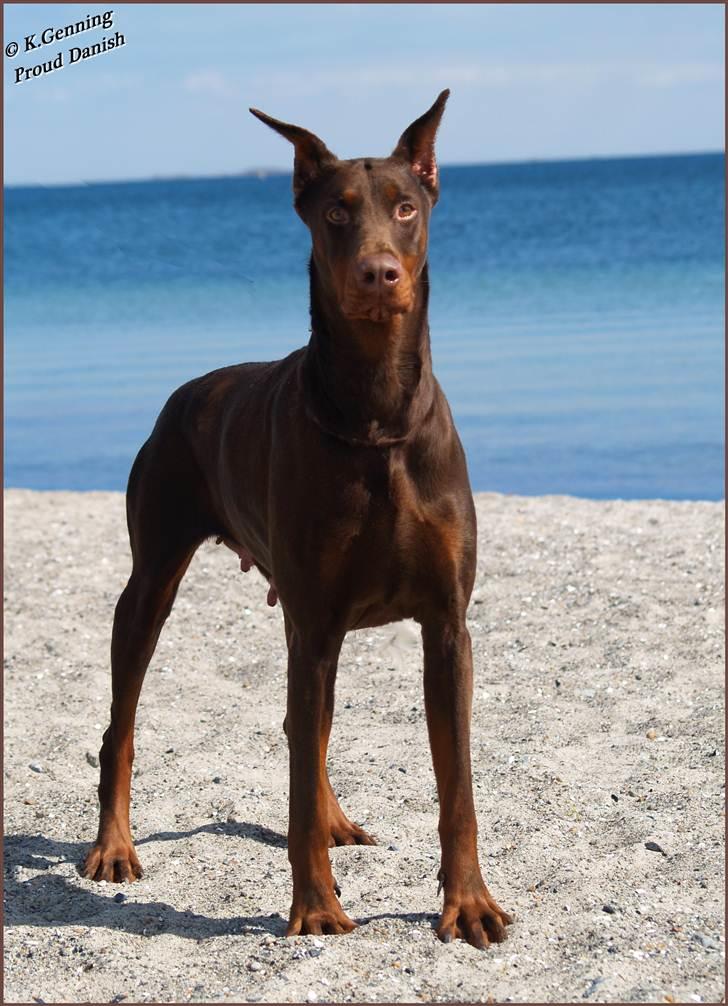 Dobermann Master Mia V Masterhof - April 2011 billede 3