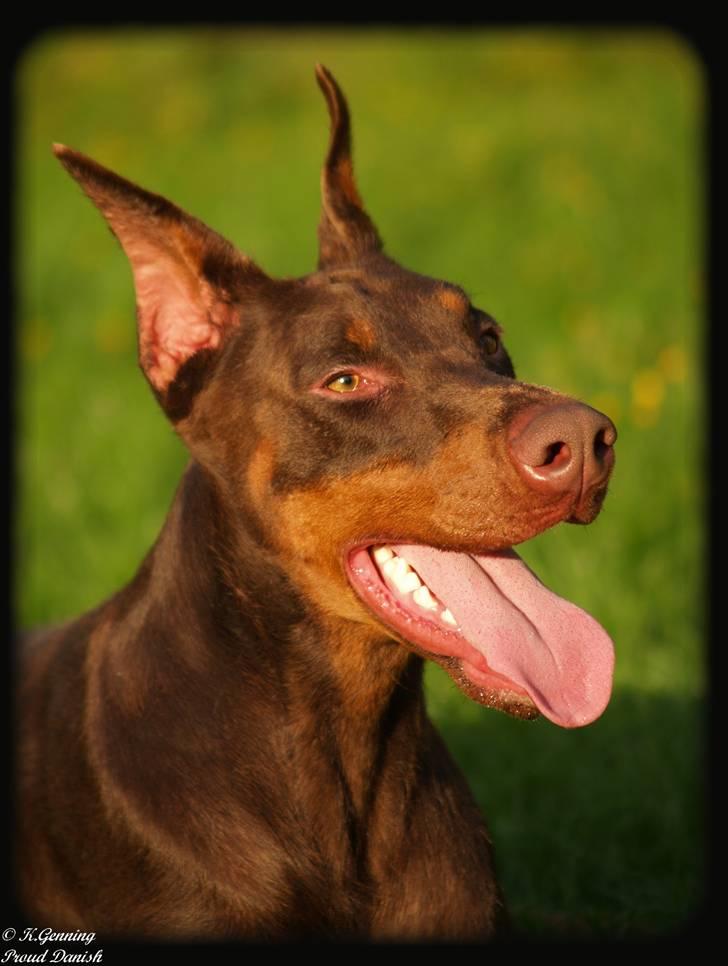 Dobermann Master Mia V Masterhof billede 4
