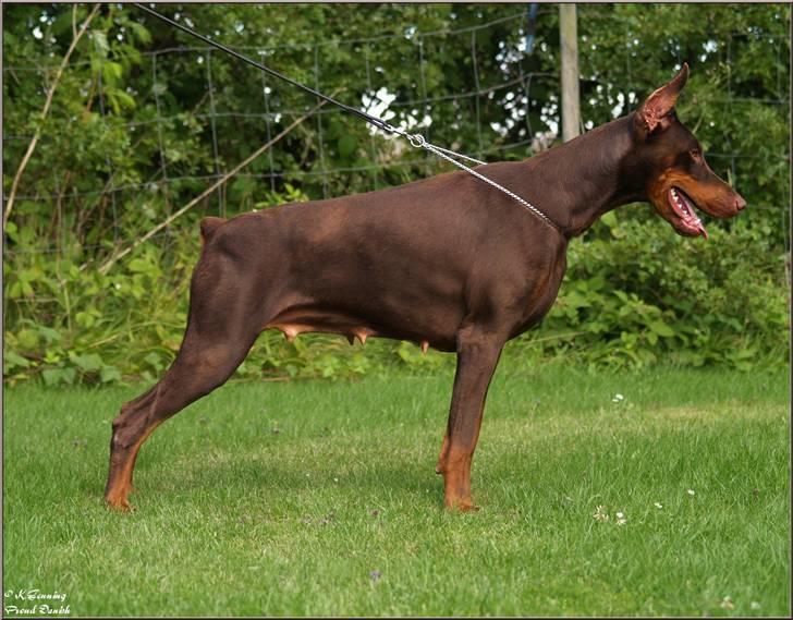 Dobermann Master Mia V Masterhof billede 5