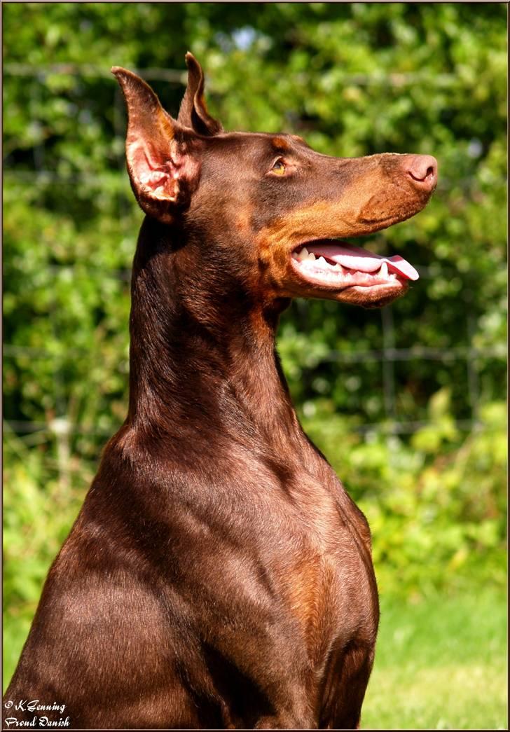 Dobermann Master Mia V Masterhof billede 6