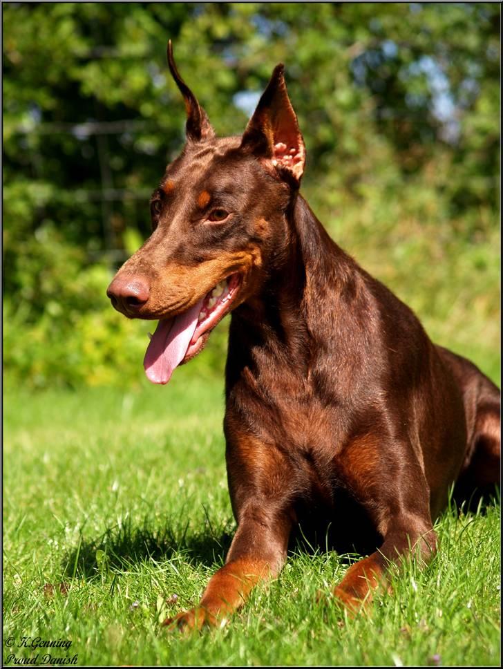 Dobermann Master Mia V Masterhof billede 7