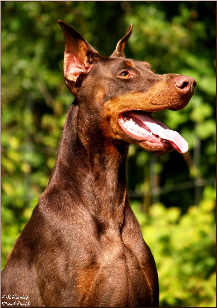 Dobermann Master Mia V Masterhof billede 8