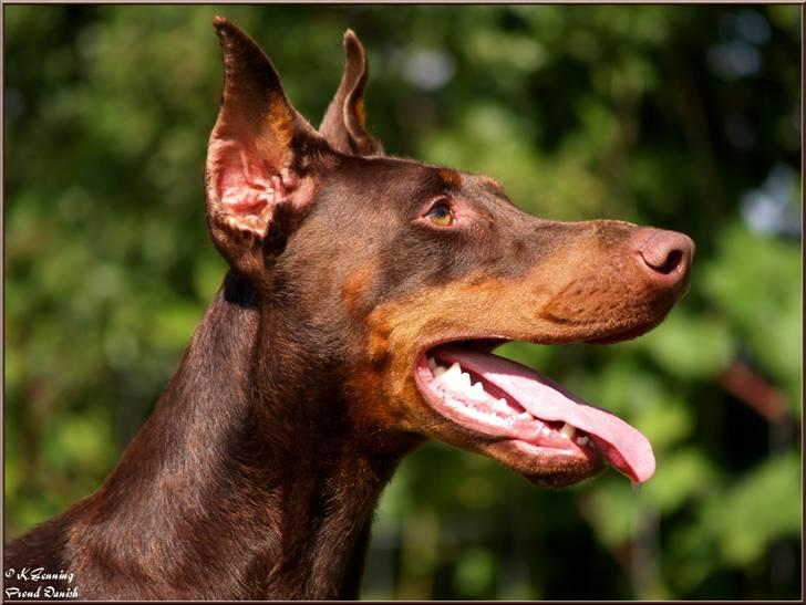 Dobermann Master Mia V Masterhof billede 9