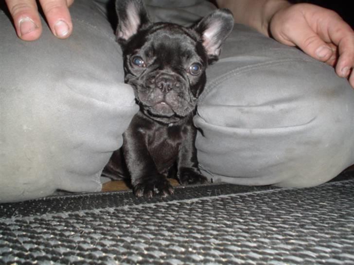 Fransk bulldog Frække Frida.. - Der er sikkert og trygt her :) billede 1
