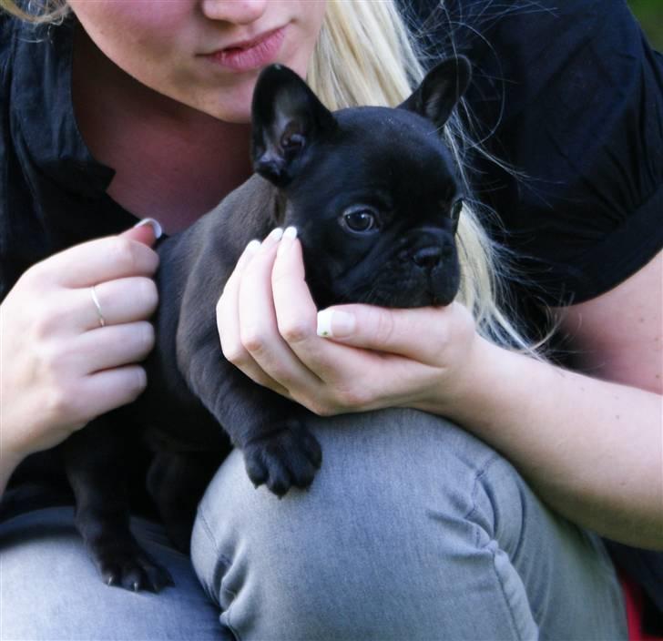 Fransk bulldog Frække Frida.. billede 2