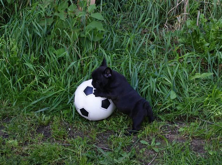 Fransk bulldog Frække Frida.. - Kom her din store bold... :) billede 3