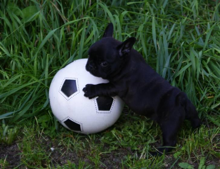 Fransk bulldog Frække Frida.. billede 4