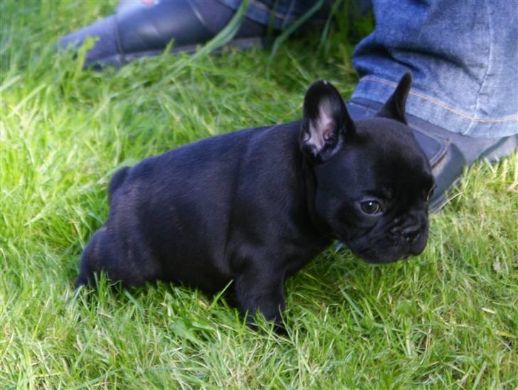 Fransk bulldog Frække Frida.. billede 5