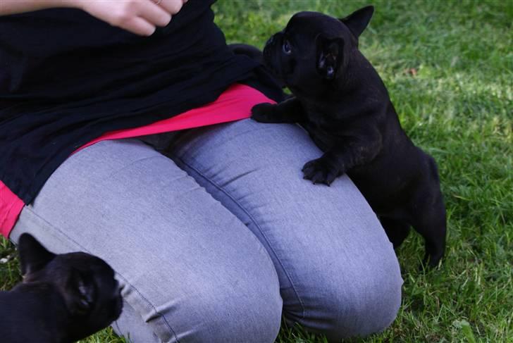 Fransk bulldog Frække Frida.. billede 6