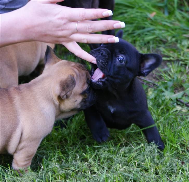 Fransk bulldog Frække Frida.. - Jah jeg elsker at få gummerne kløet lidt.. billede 7