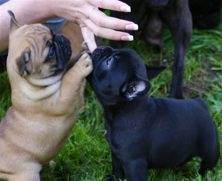 Fransk bulldog Frække Frida.. billede 8