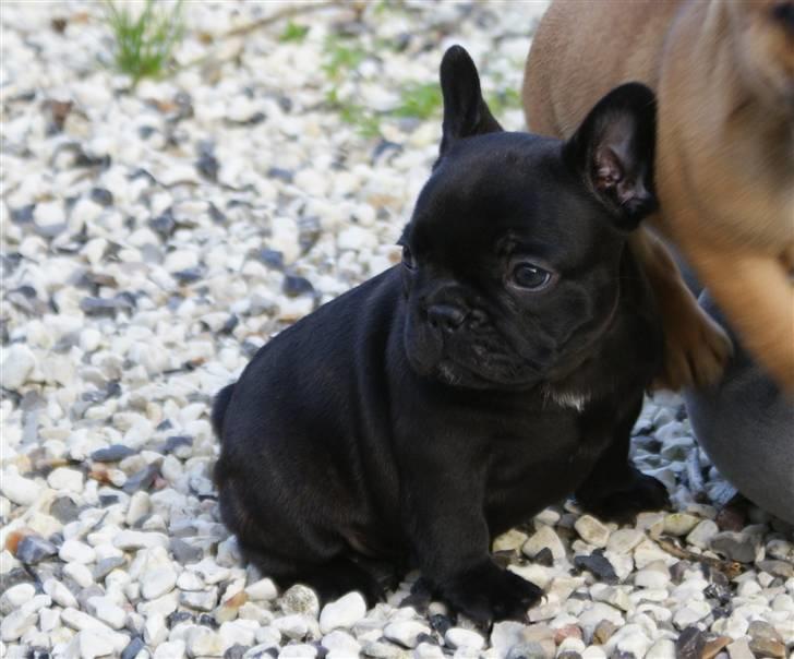 Fransk bulldog Frække Frida.. billede 9