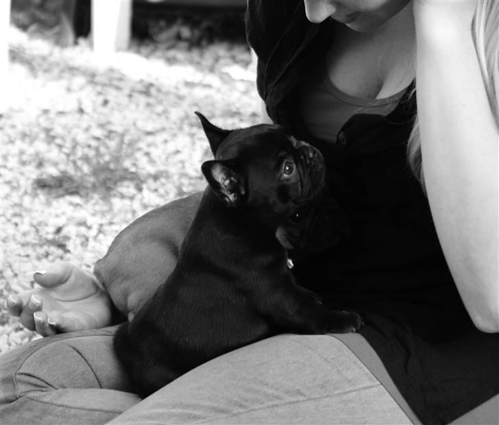 Fransk bulldog Frække Frida.. - Min mutti <3 billede 10