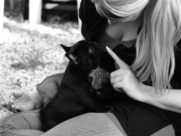 Fransk bulldog Frække Frida.. billede 11